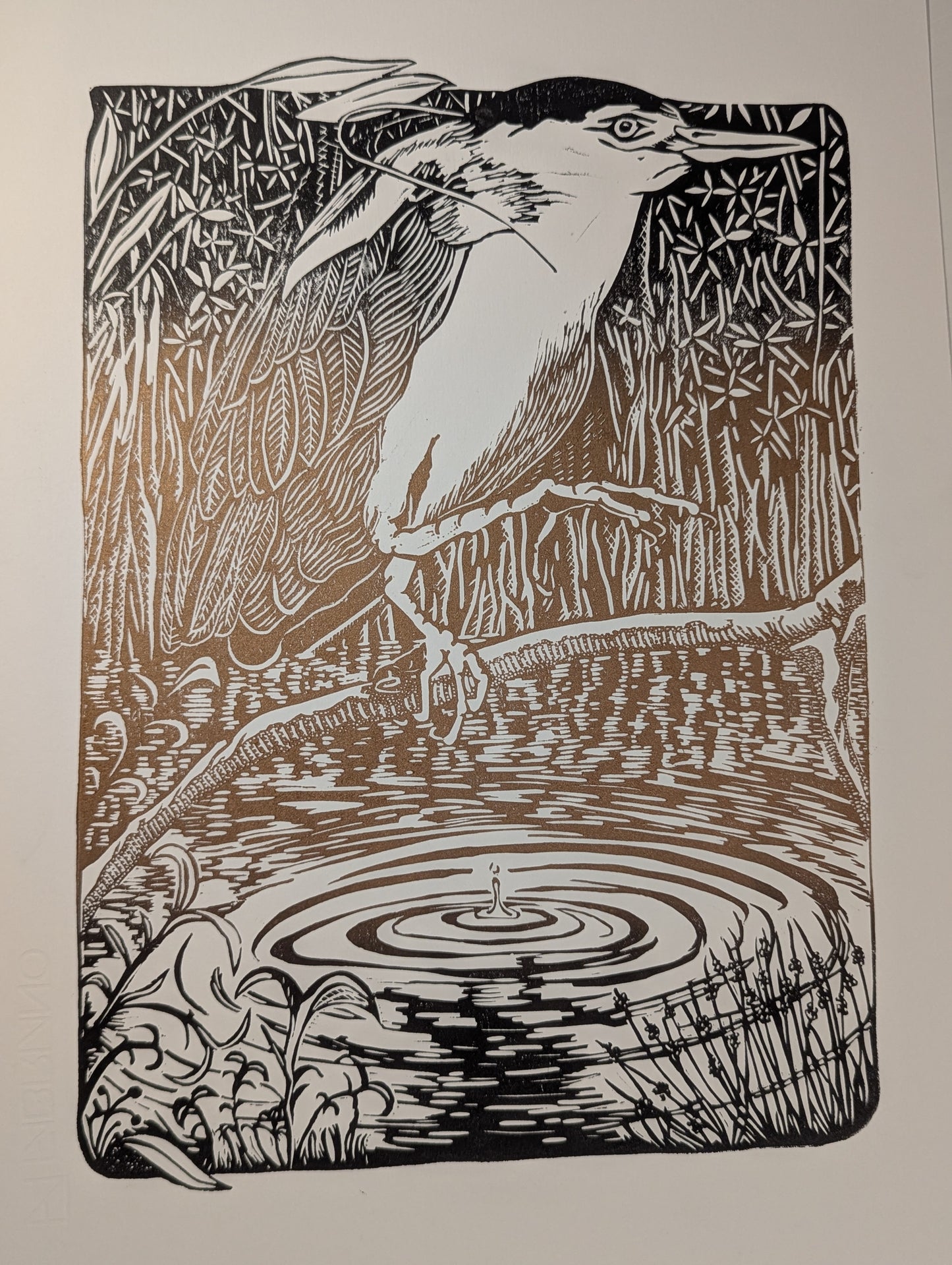 Nankeen Night Herron