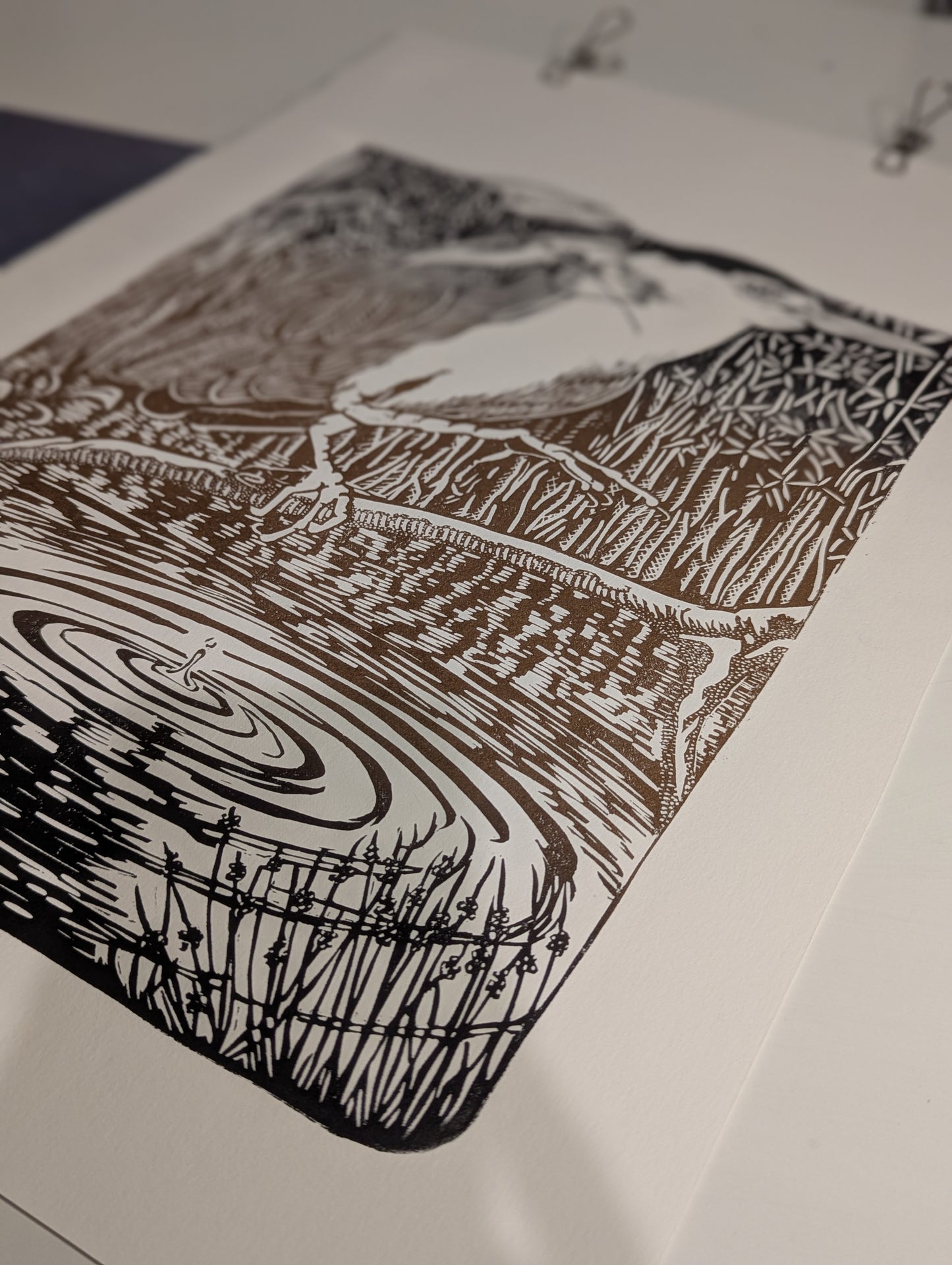 Nankeen Night Herron