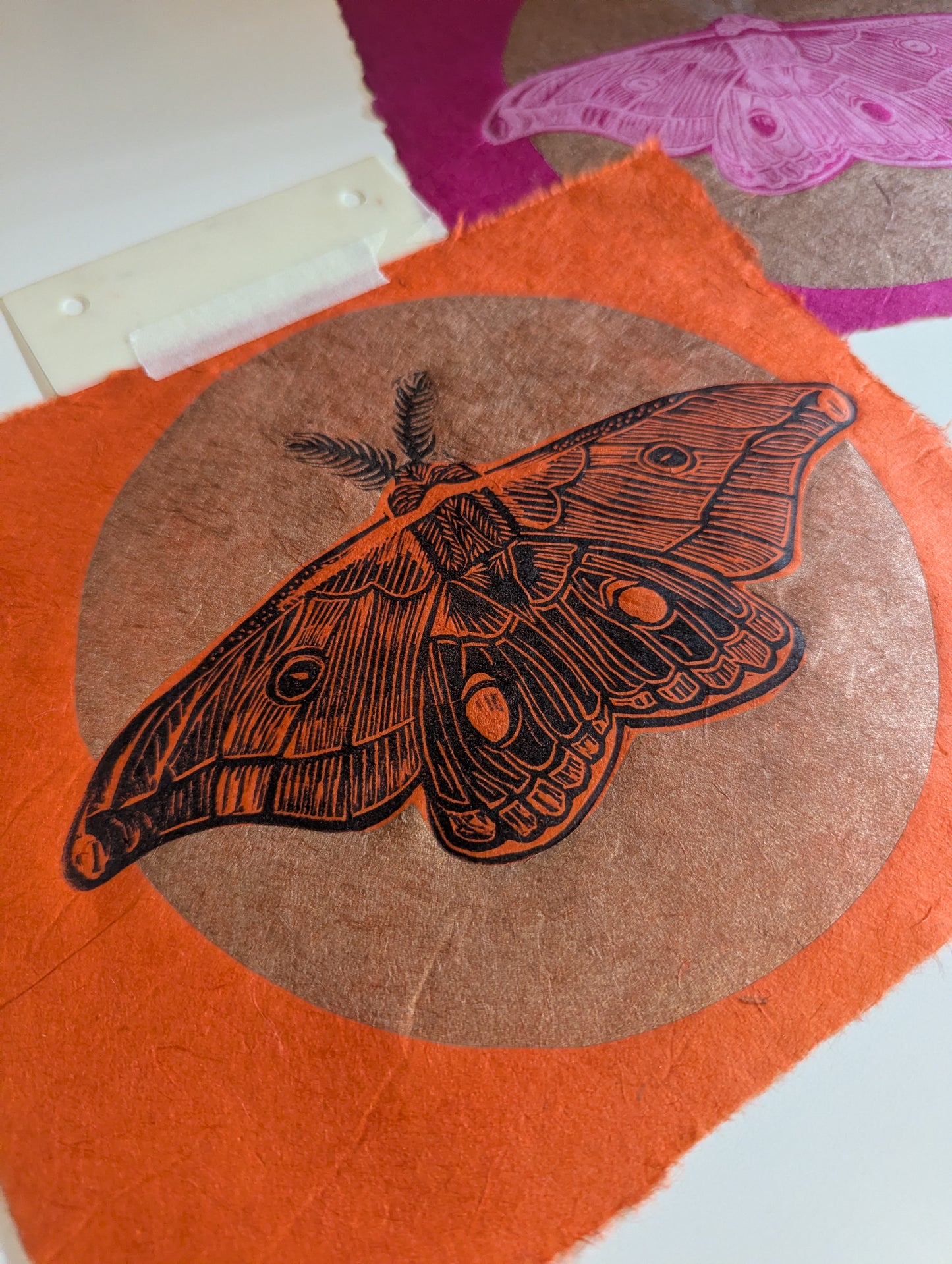 Emperor Gum Moth pink