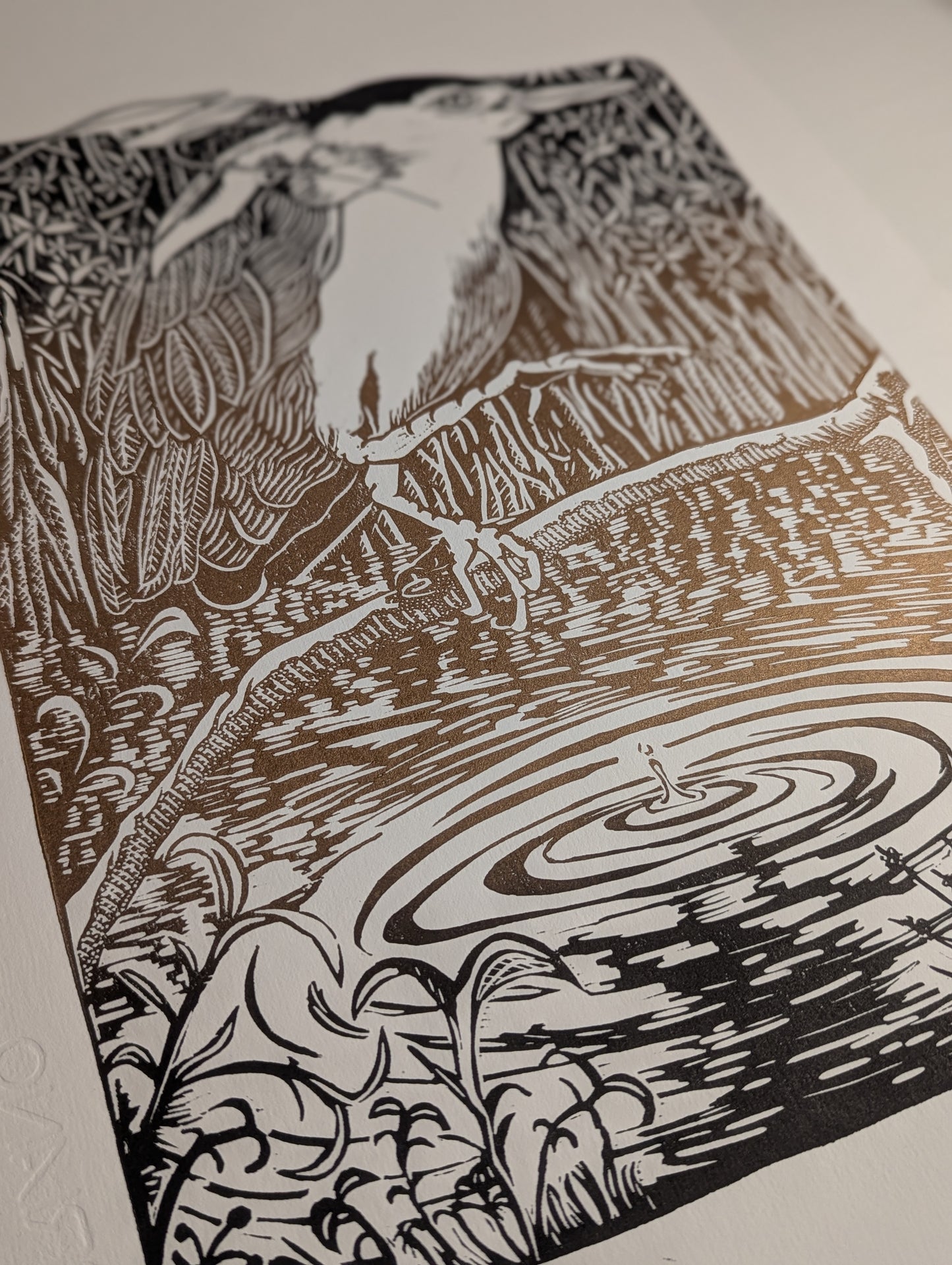 Nankeen Night Herron