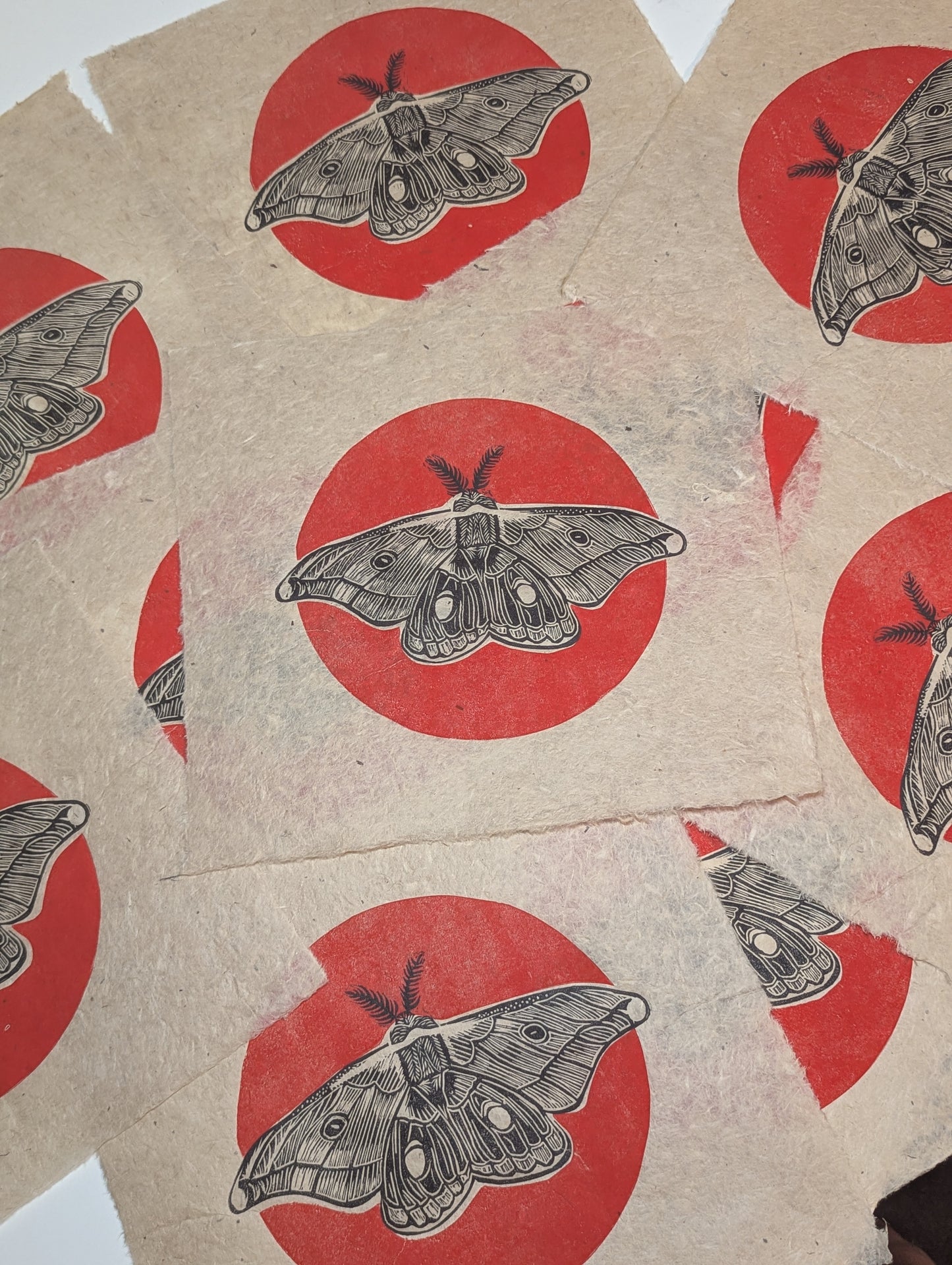 Emperor Gum Moth Red Sun