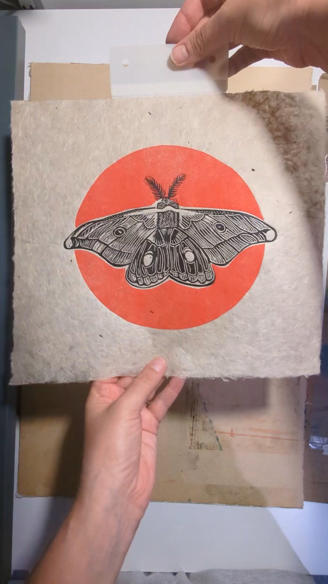 Emperor Gum Moth Red Sun