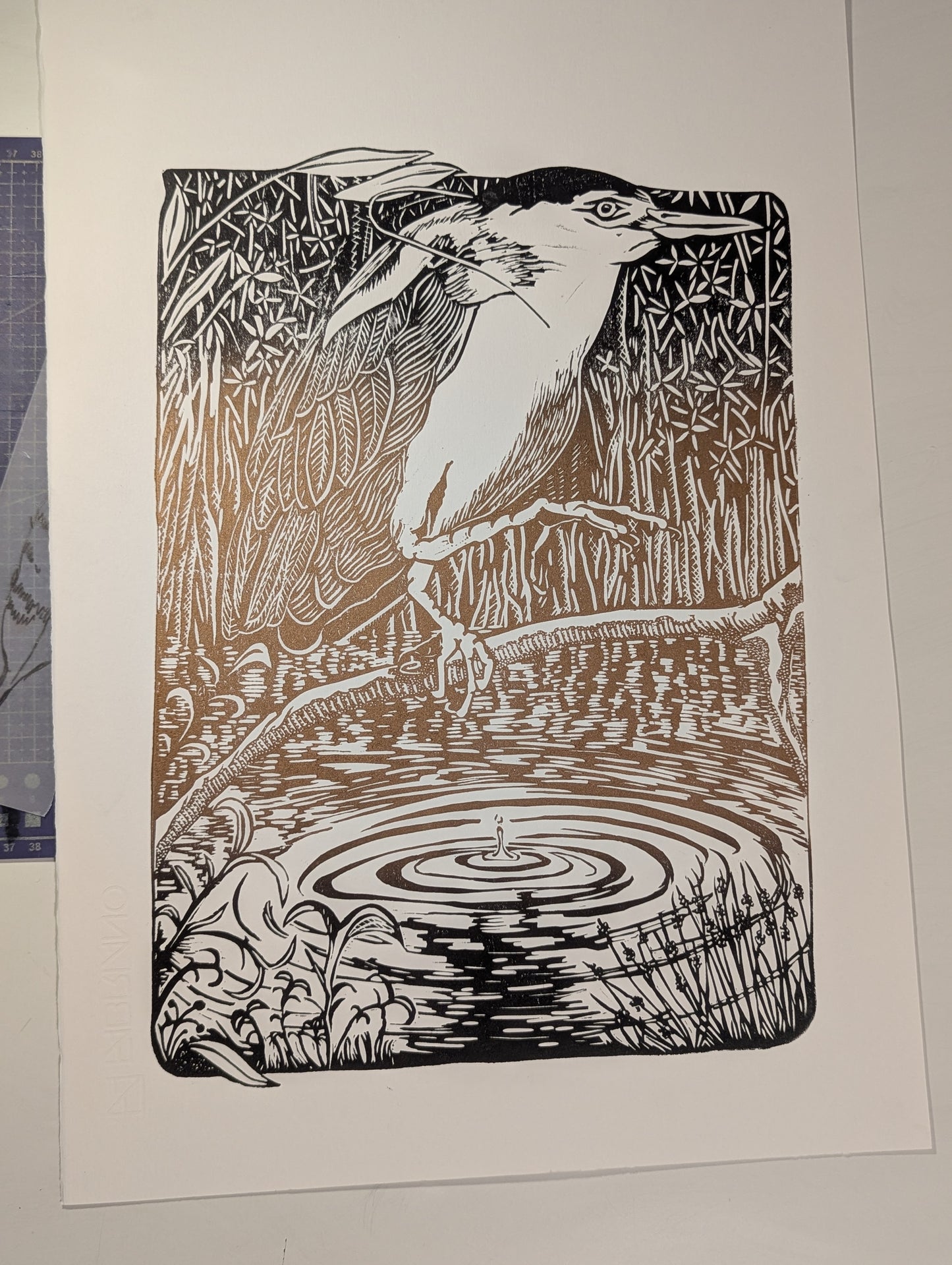 Nankeen Night Herron