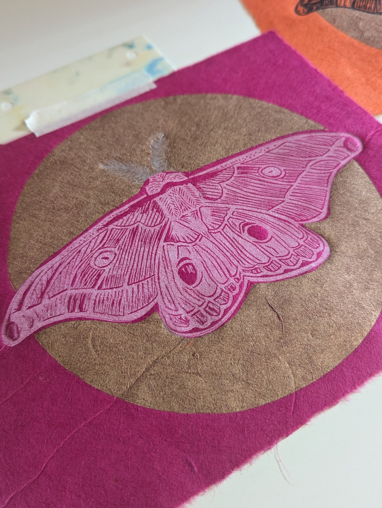 Emperor Gum Moth pink