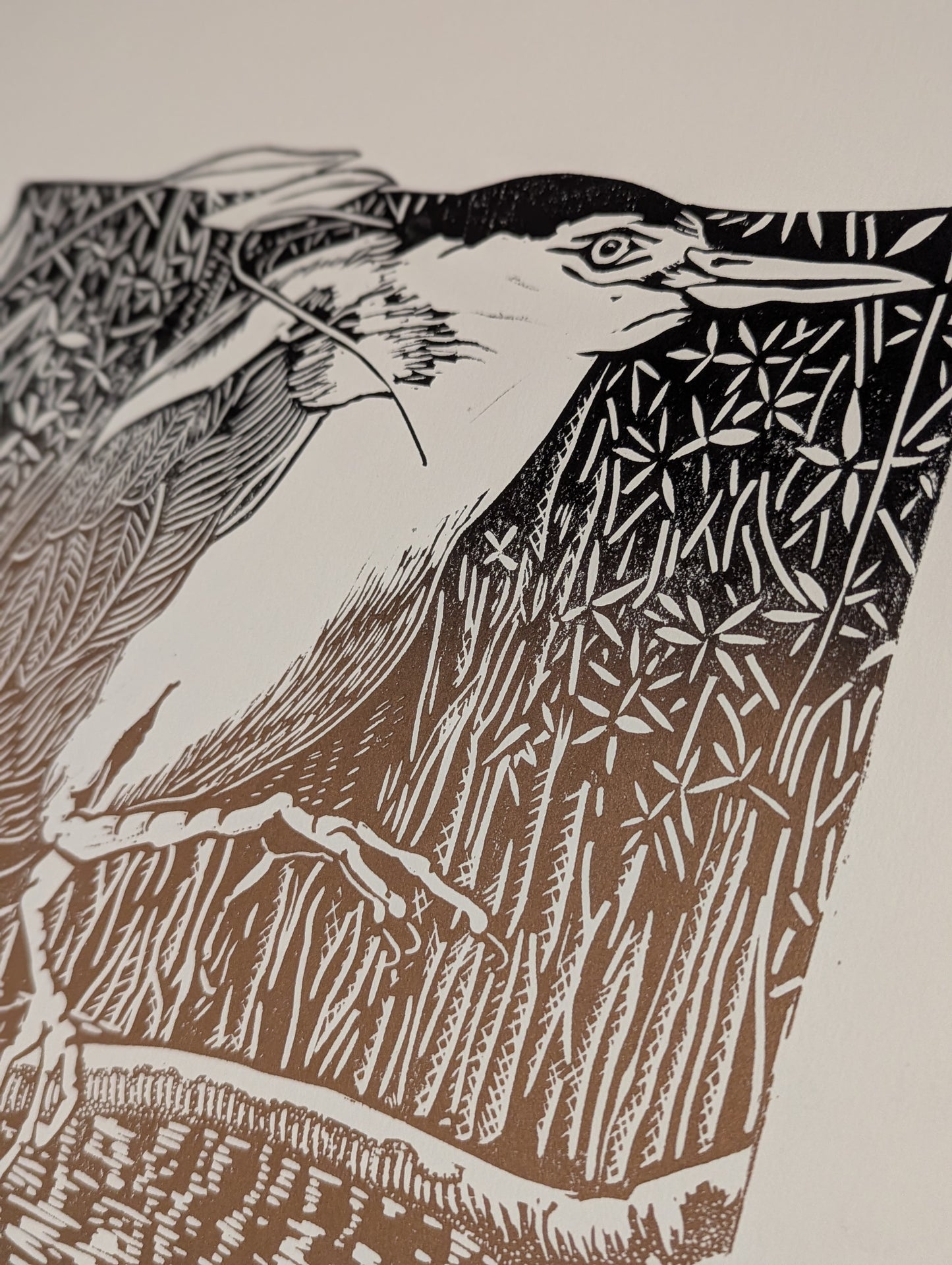 Nankeen Night Herron