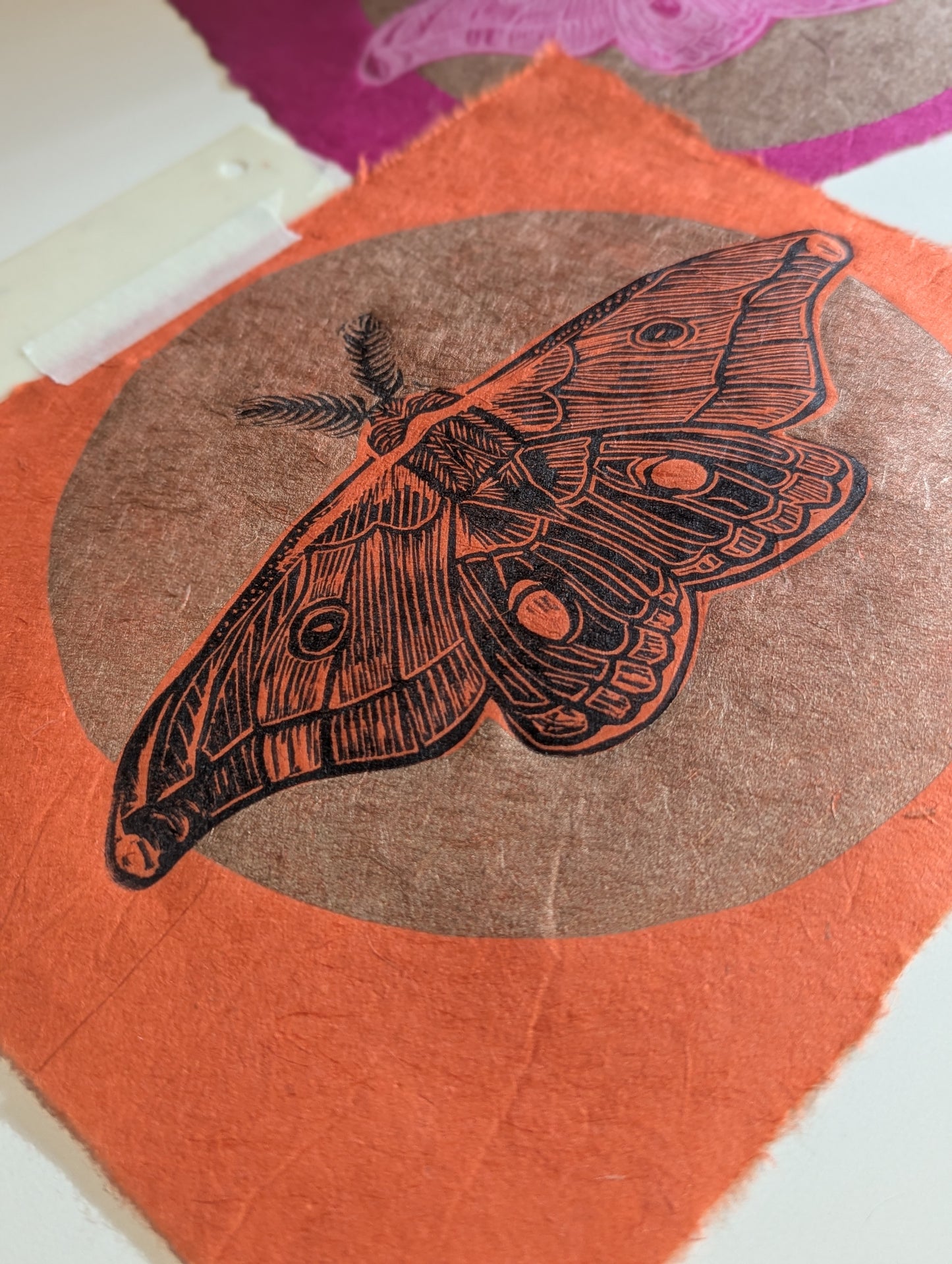 Emperor Gum Moth pink