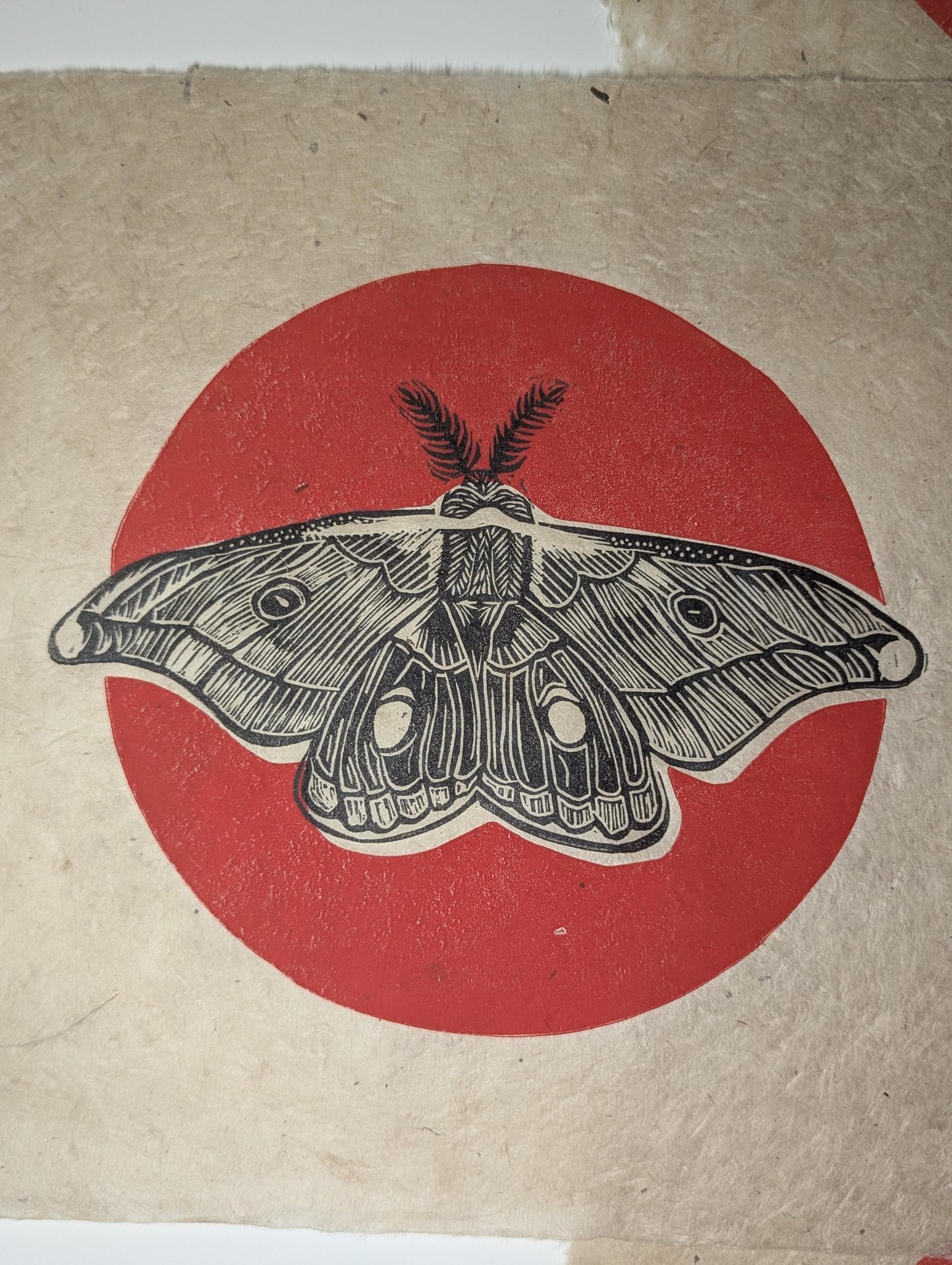 Emperor Gum Moth Red Sun