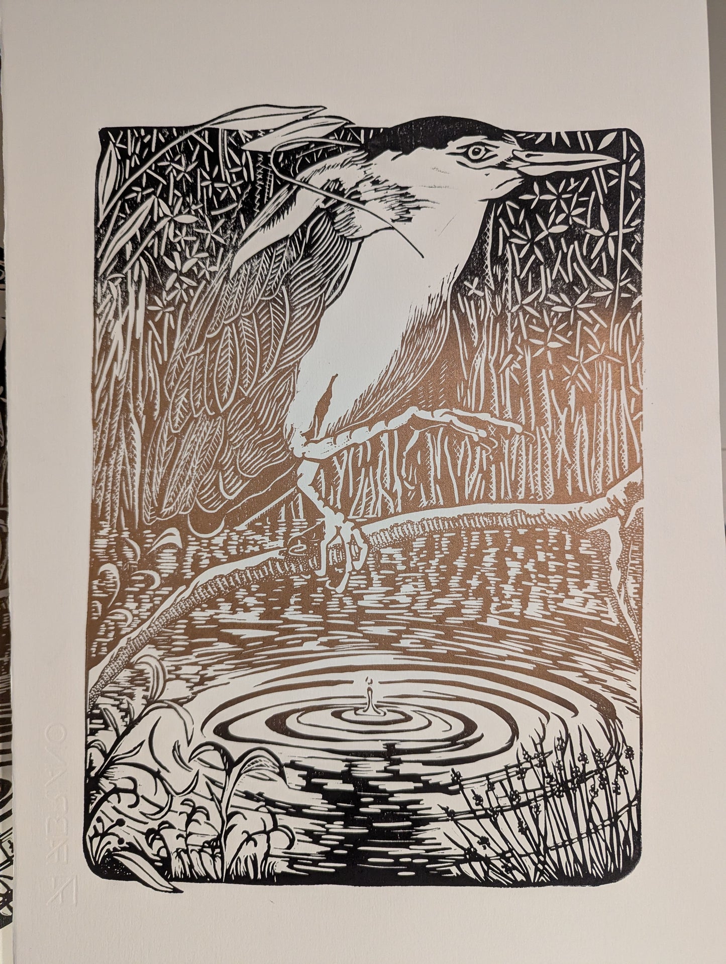 Nankeen Night Herron