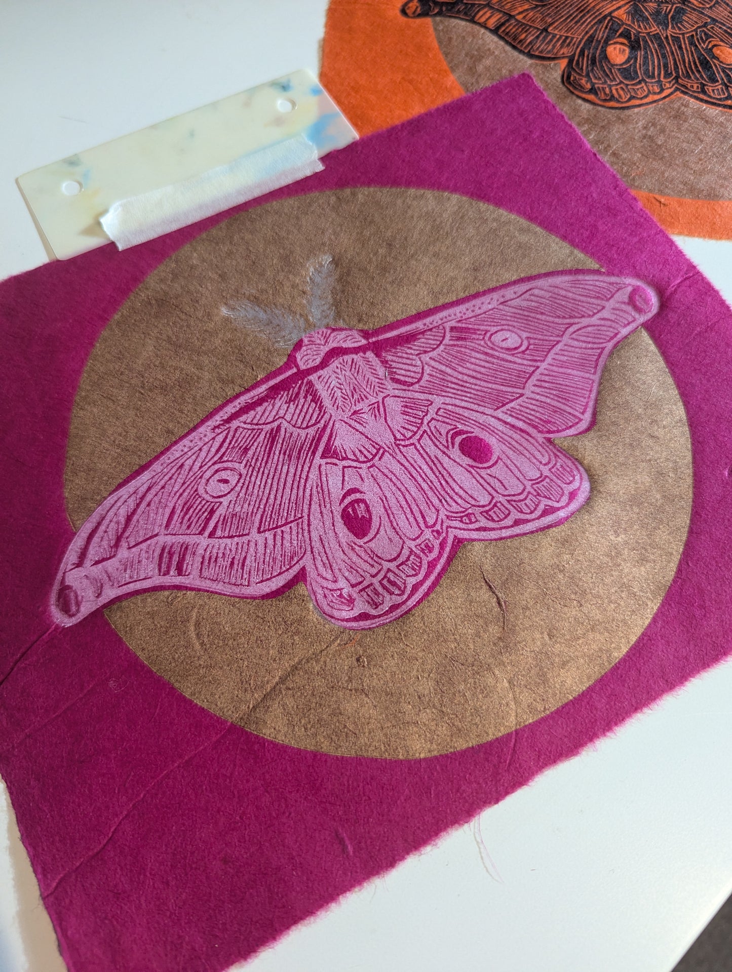 Emperor Gum Moth pink