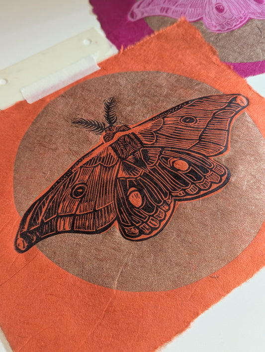 Emperor Gum Moth pink