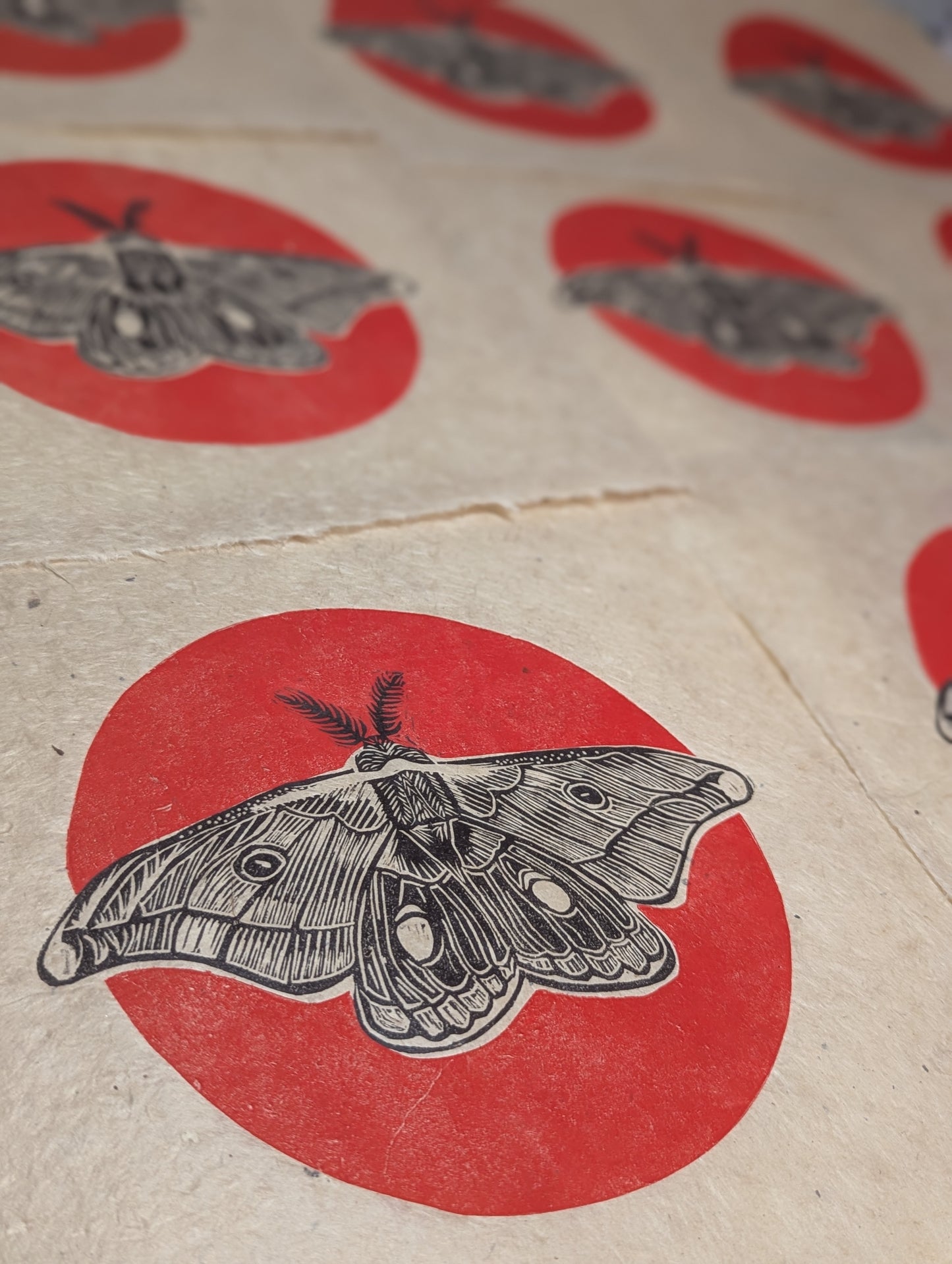 Emperor Gum Moth Red Sun