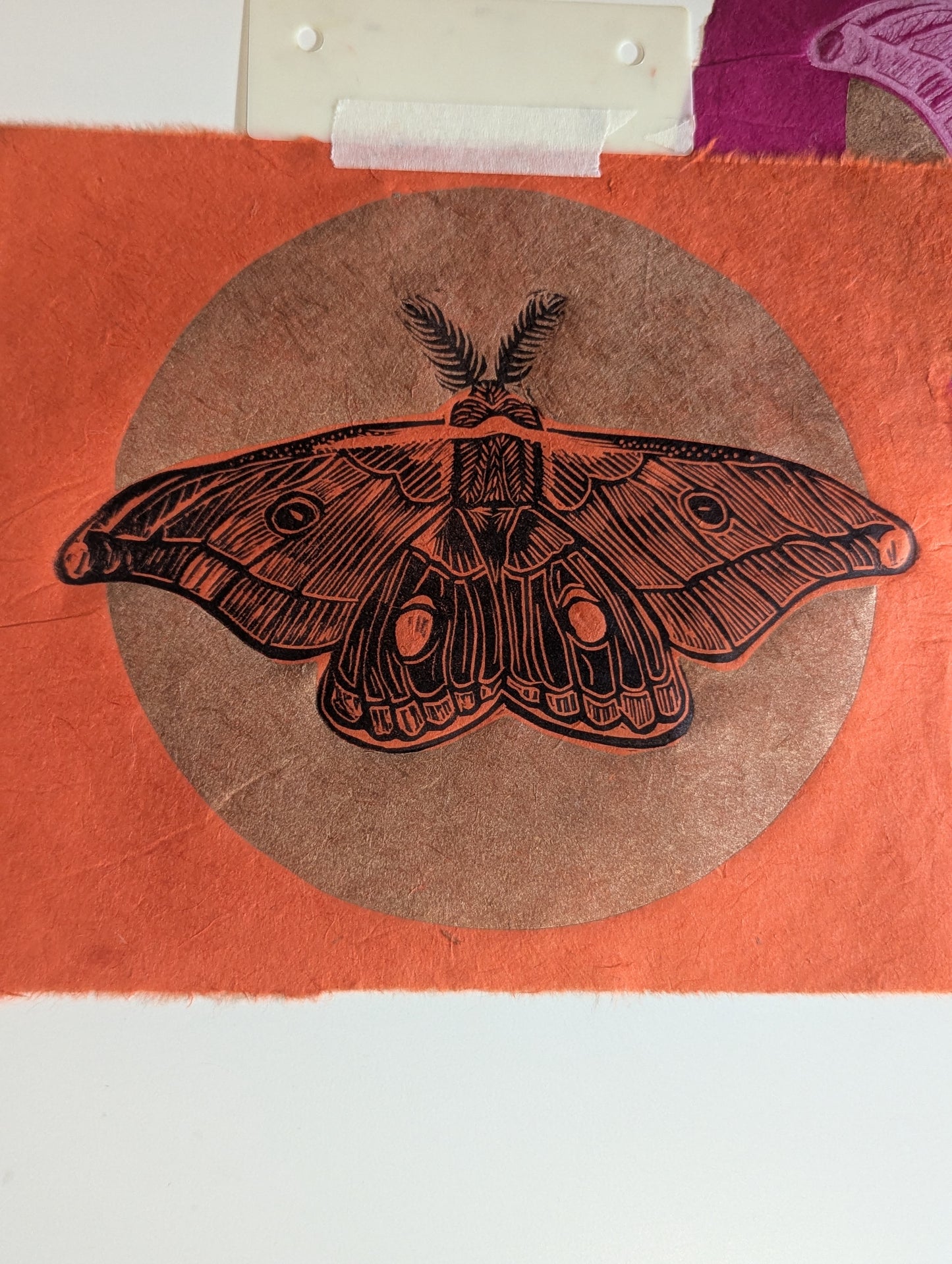 Emperor Gum Moth pink